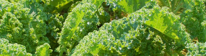 kale